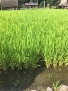 So sehen Reispflanzen aus. Sie wachsen in stehendem Wasser und sind überall in Japan aufzufinden.
